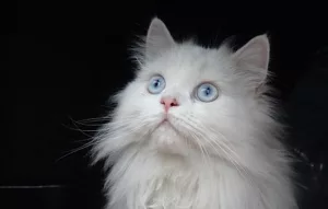 animaluțe simpatice, pisica persană; sursă foto: animalutze.com