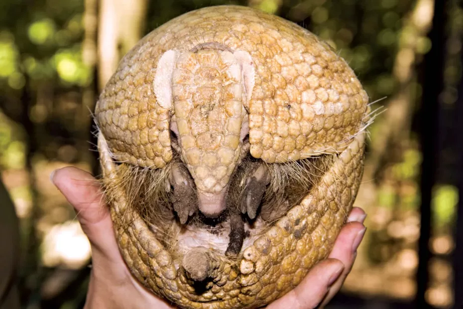 Armadillo, animale din care ricoșează glontul