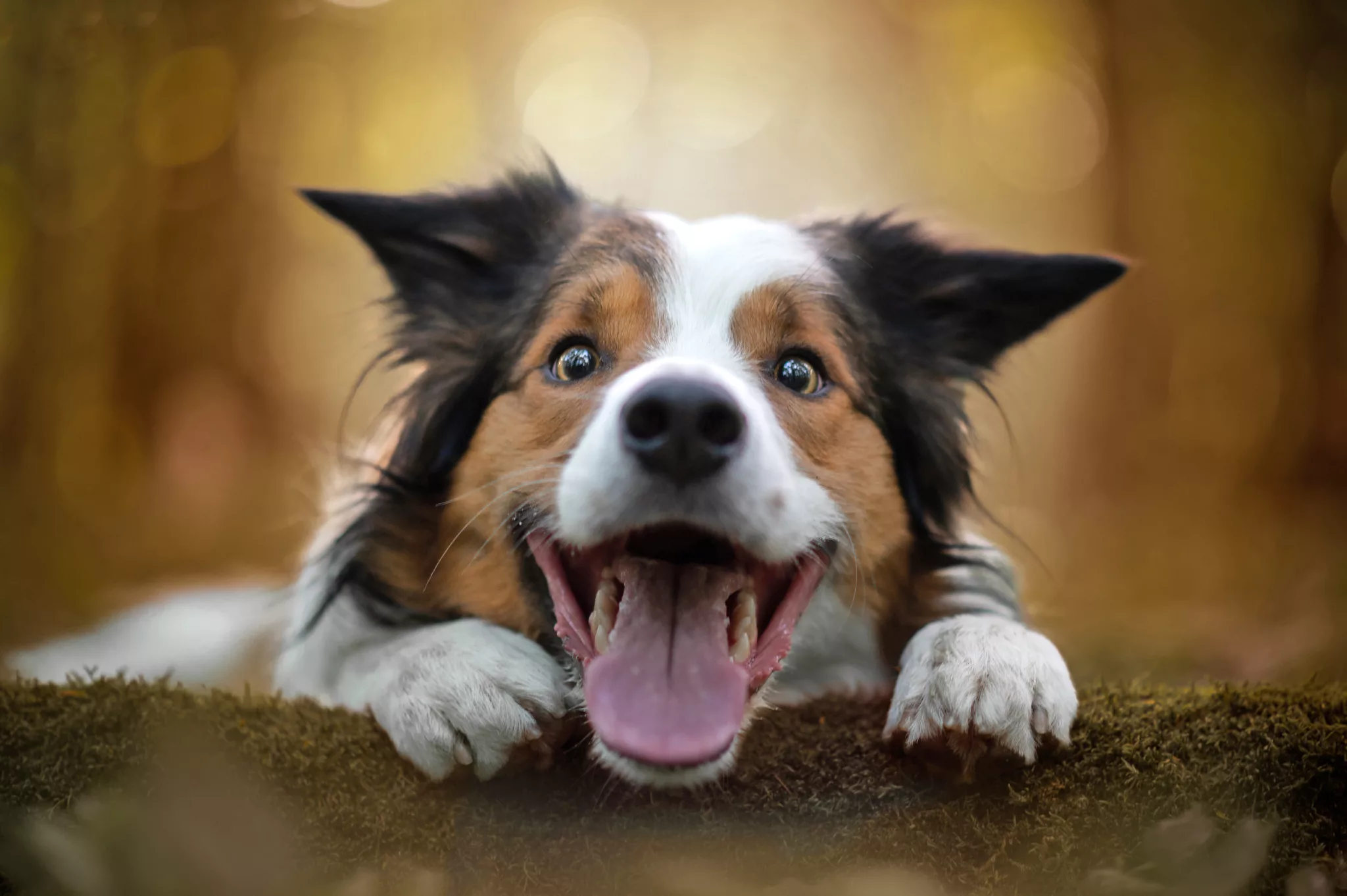 Border Collie, sursă foto: paginarium. ro