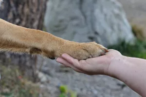 Legătura dintre om și câine foto: Mundo Perros