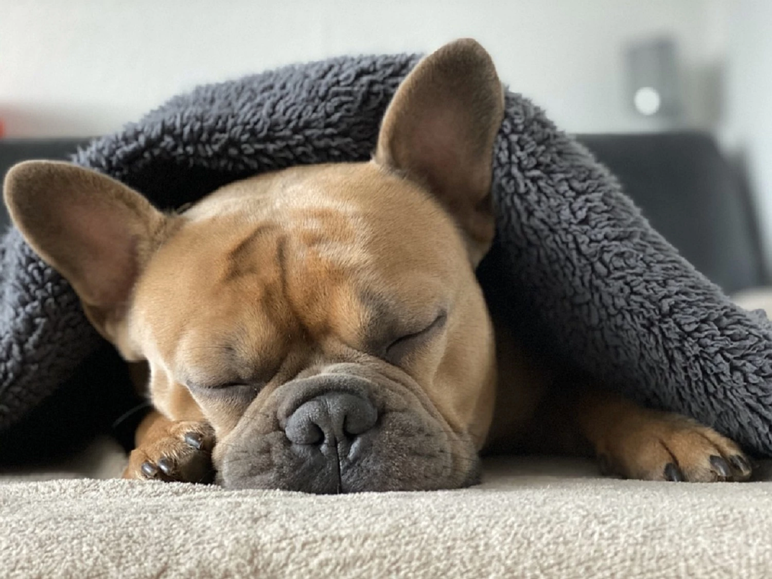 Un câine care doarme