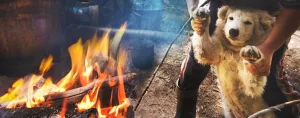 Câinele și planul de incendiu