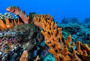 Ciudățenii oceanice, viermele cu 100 de capete; sursă foto: Salon.com