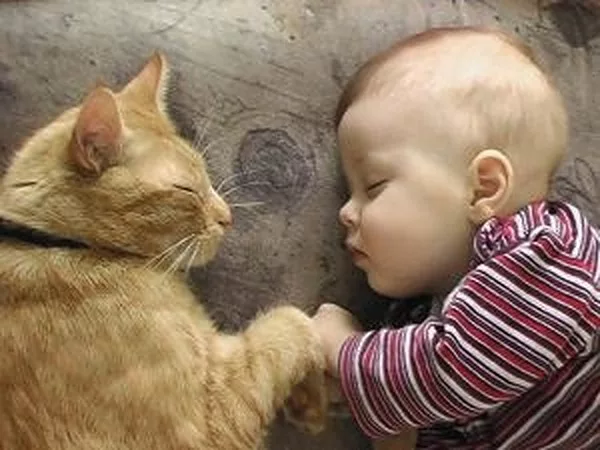 O pisică care stă cu un copil