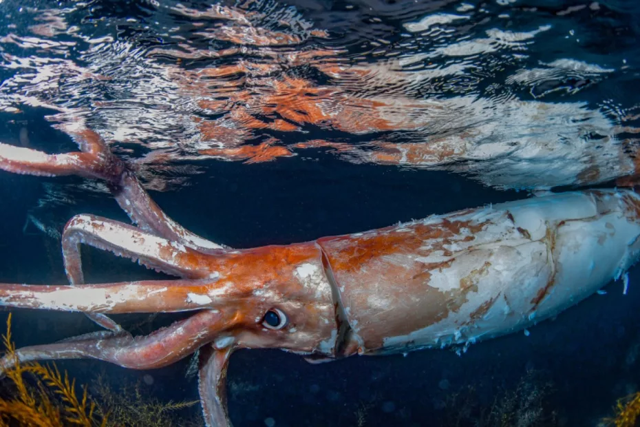 Calamarul uriaș ( Mesonychoteuthis hamiltoni); sursă foto: Newsweek