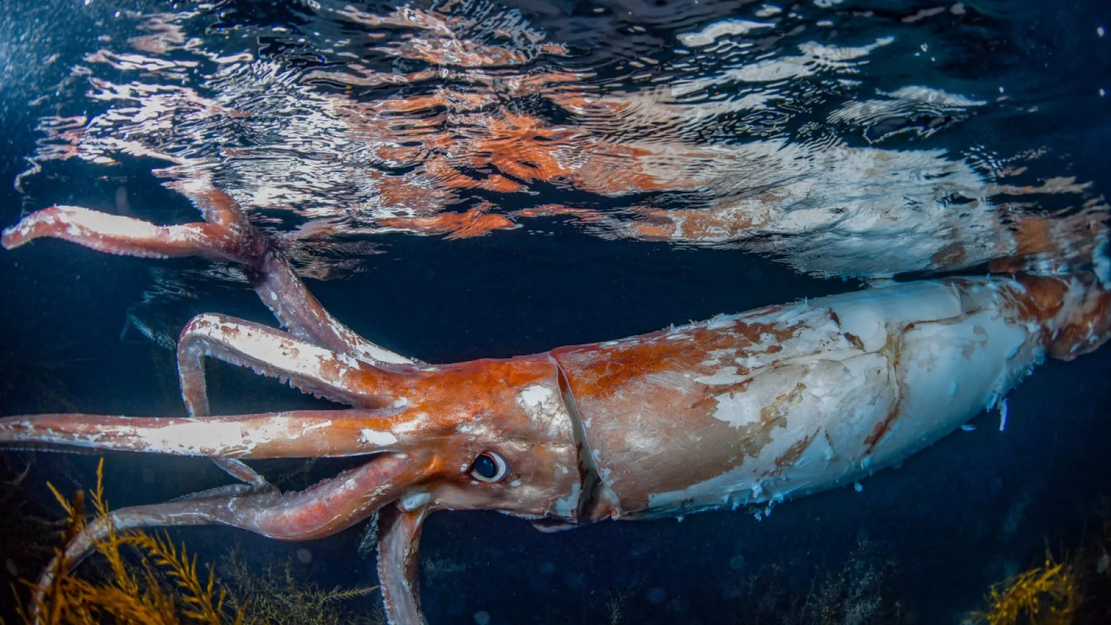 Calamarul uriaș ( Mesonychoteuthis hamiltoni); sursă foto: Newsweek