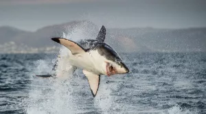 Marele Alb, un prădător care impune respect sursă foto: Australian Geographic