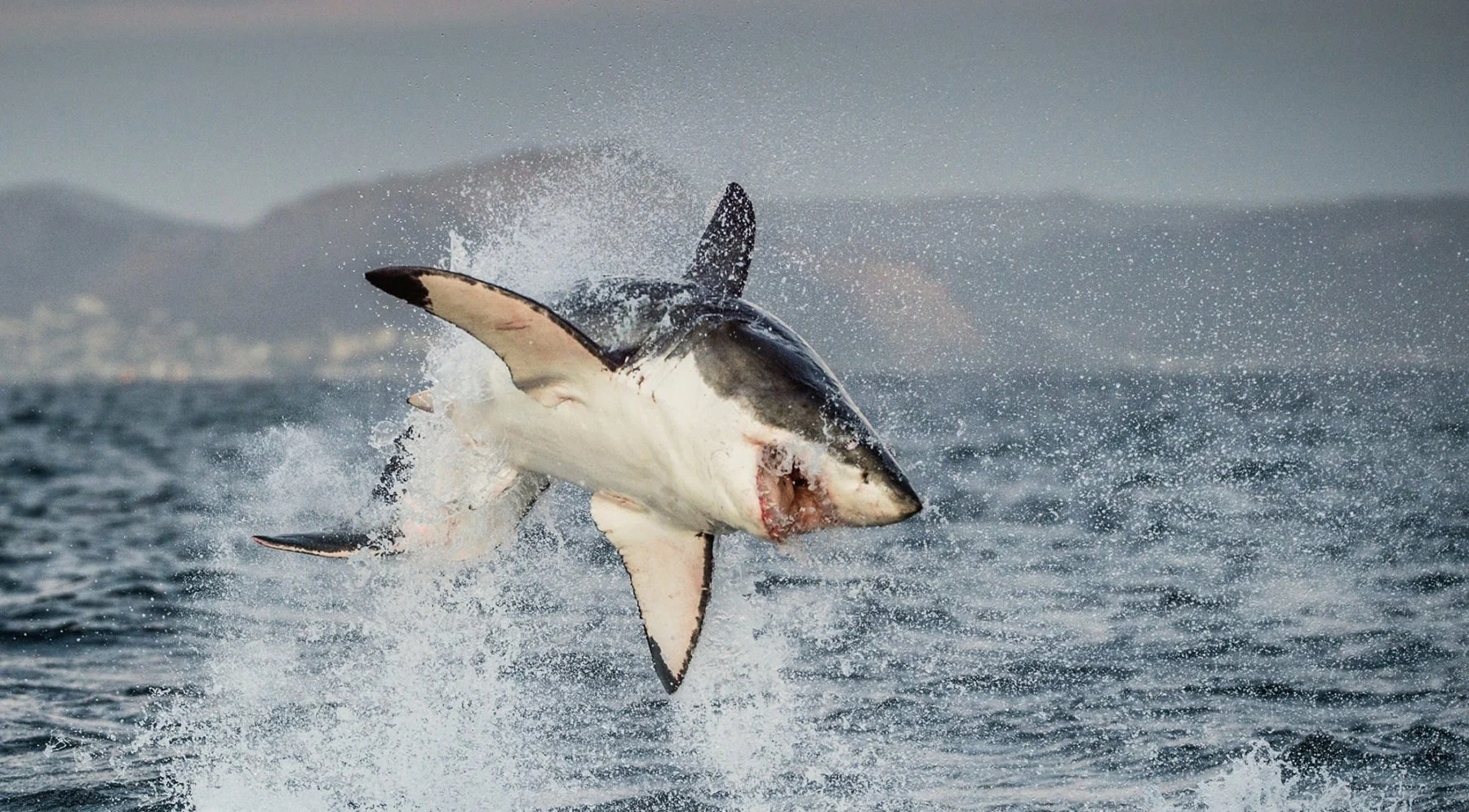 Marele Alb; sursă foto: Australian Geographic