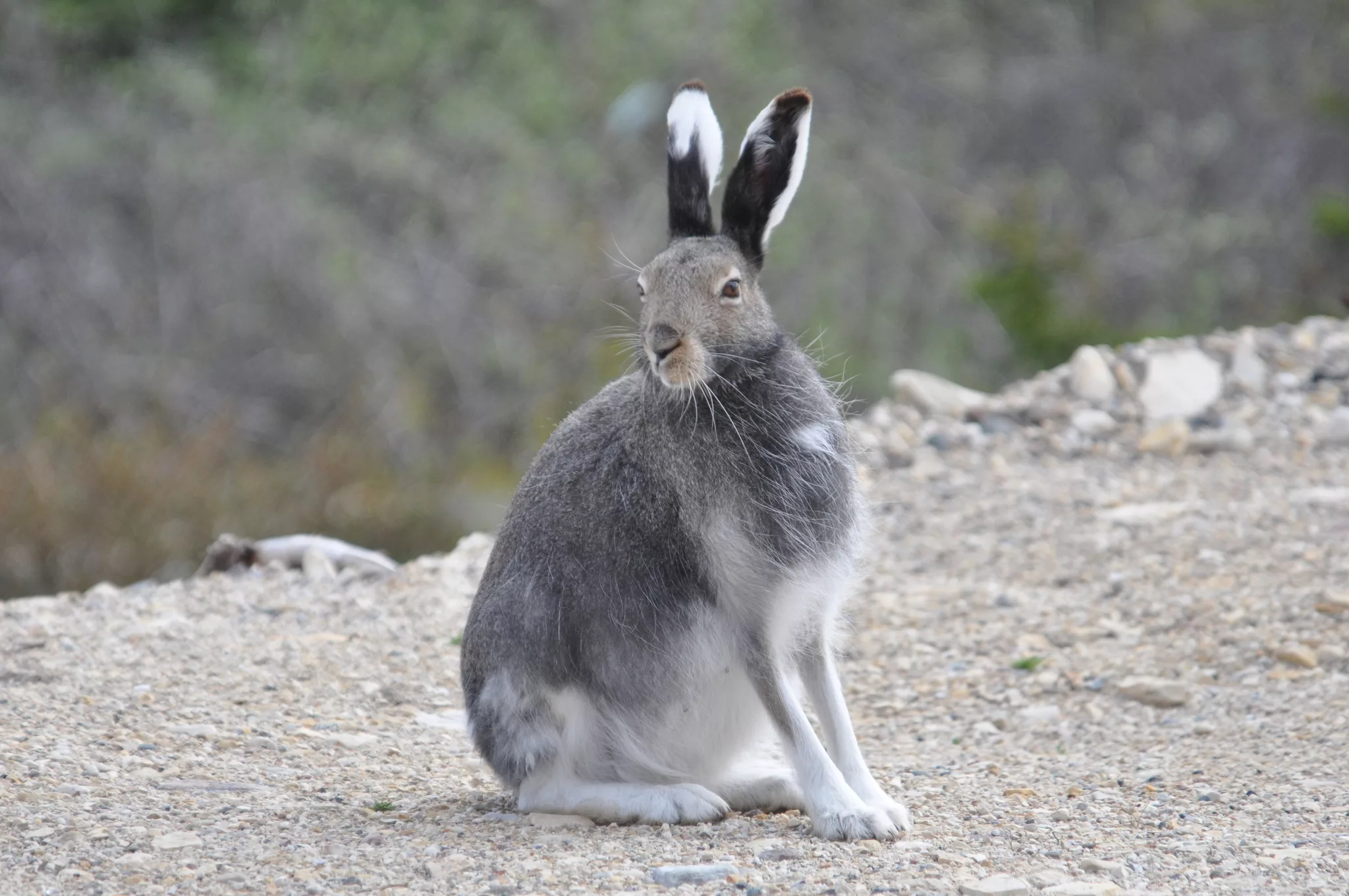 iepure arctic (Lepus arcticus), foto: iNaturalist.org