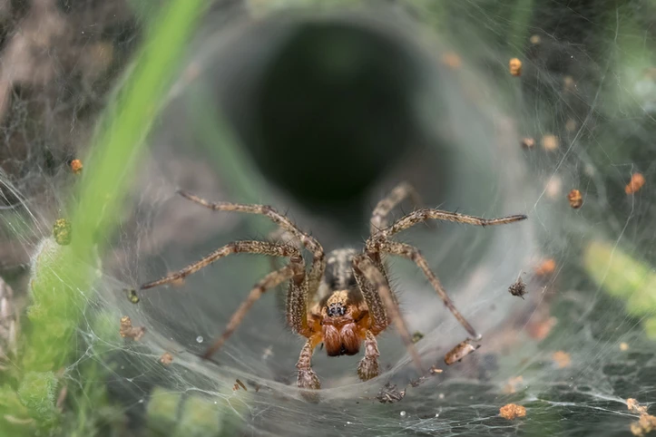 sursă foto discoverwildlife.com