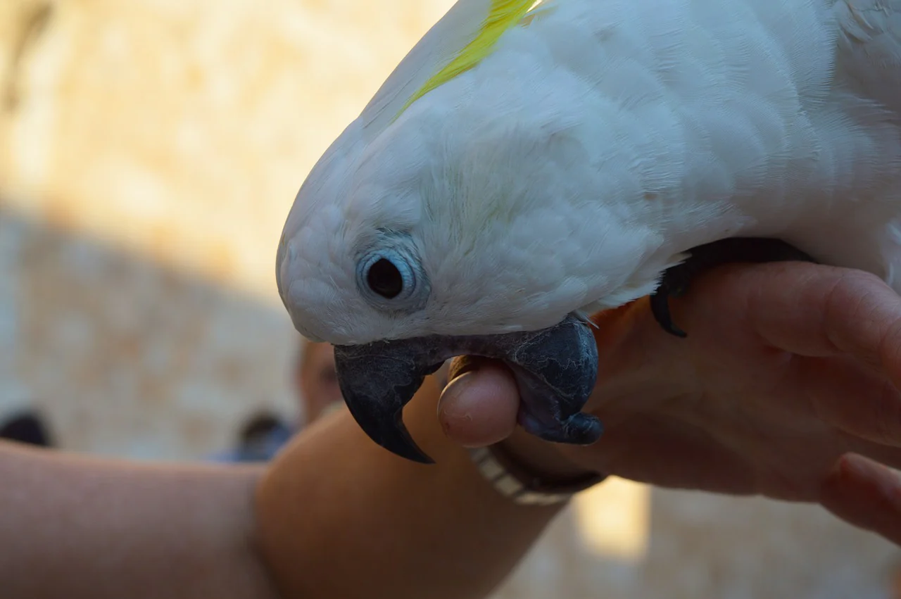 Cele mai colorate: Un papagal care mușcă