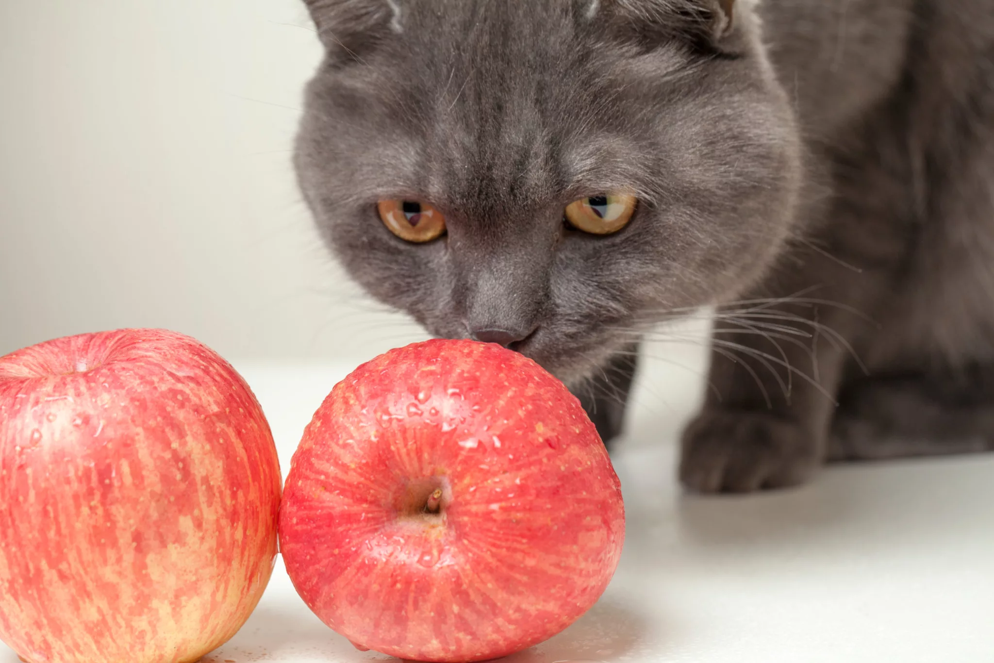 Cât de bune sunt merele pentru dieta pisicii; sursă foto: shutterstock