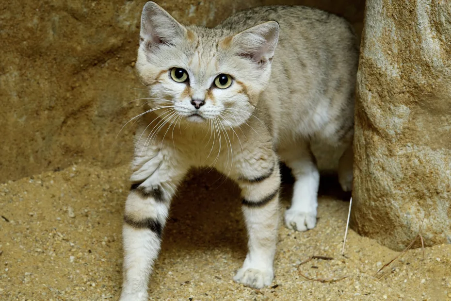 Secrete despre pisici: Felinele au fost mai mult îmblânzite decât domesticite; sursă foto: descoperă.ro