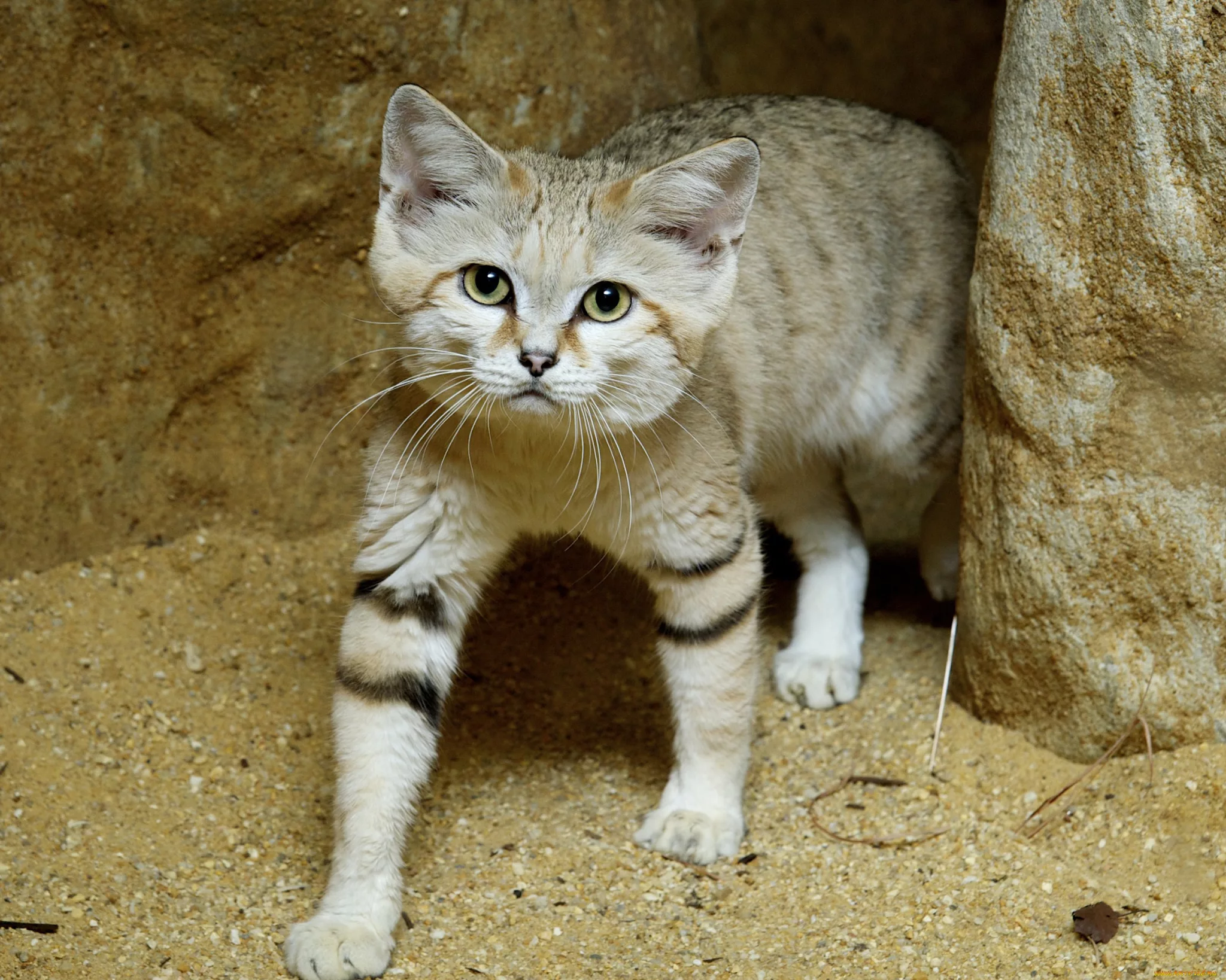 Secrete despre pisici: Felinele au fost mai mult îmblânzite decât domesticite; sursă foto: descoperă.ro