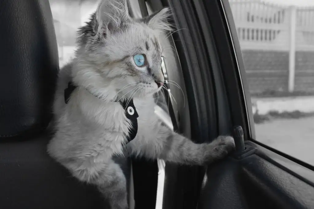 Pisica adorabilă în mașină; sursă foto: dimmitrius/Shutterstock