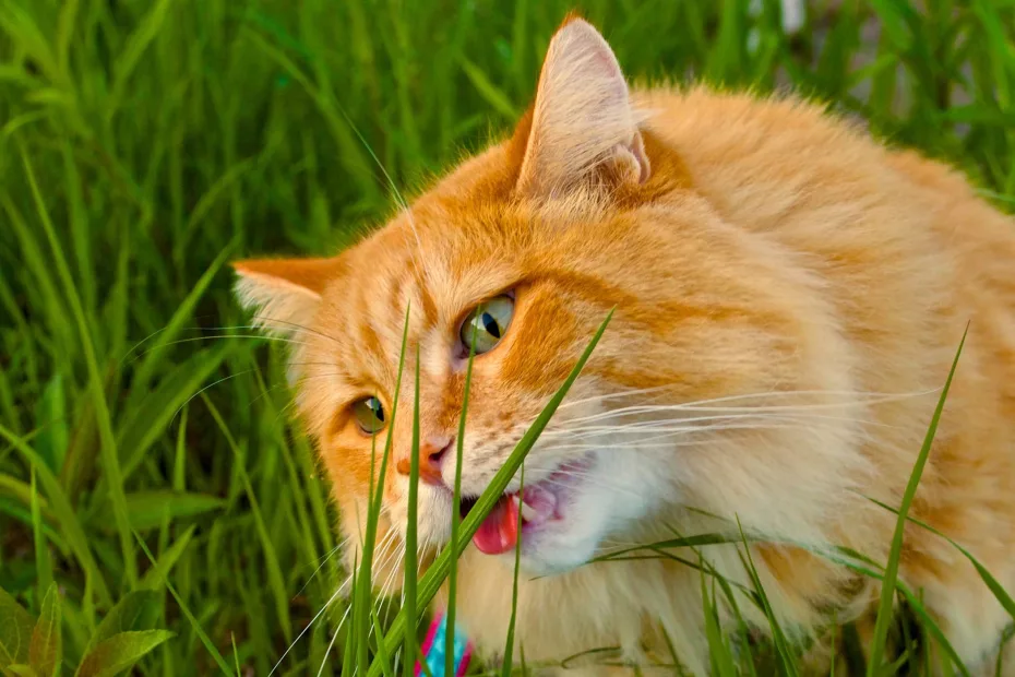 Este normal ca pisica să mânânce iarbă