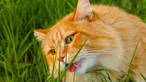 De ce mănâncă pisica mea iarbă?
