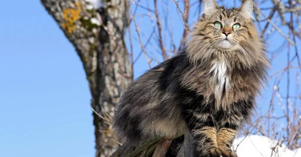 pisica norvegiană; sursă foto: AZ Animals