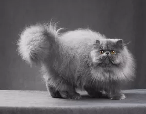 Pisică persană înfoiată foto: fourpaws