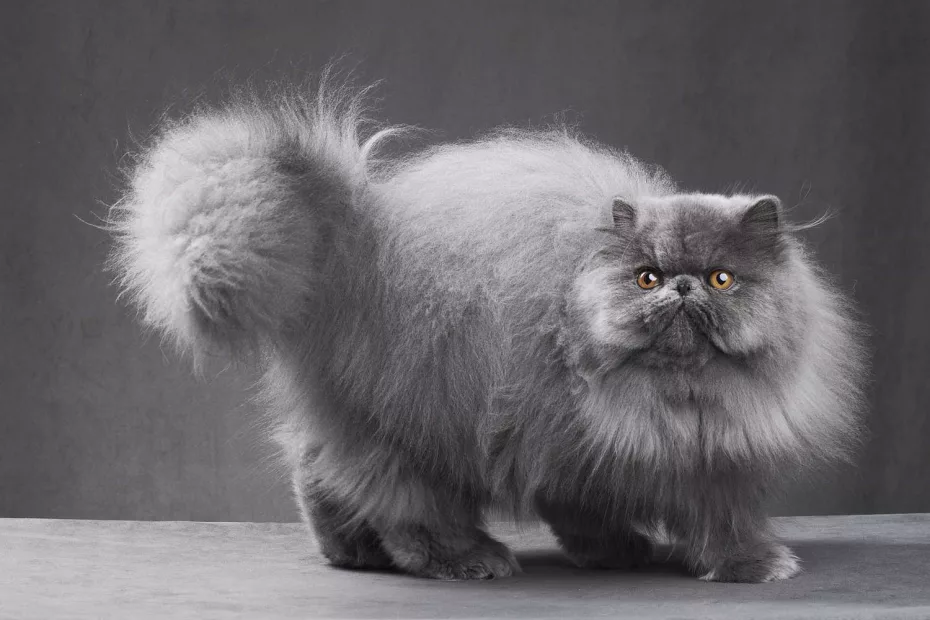 Pisică persană înfoiată foto: fourpaws