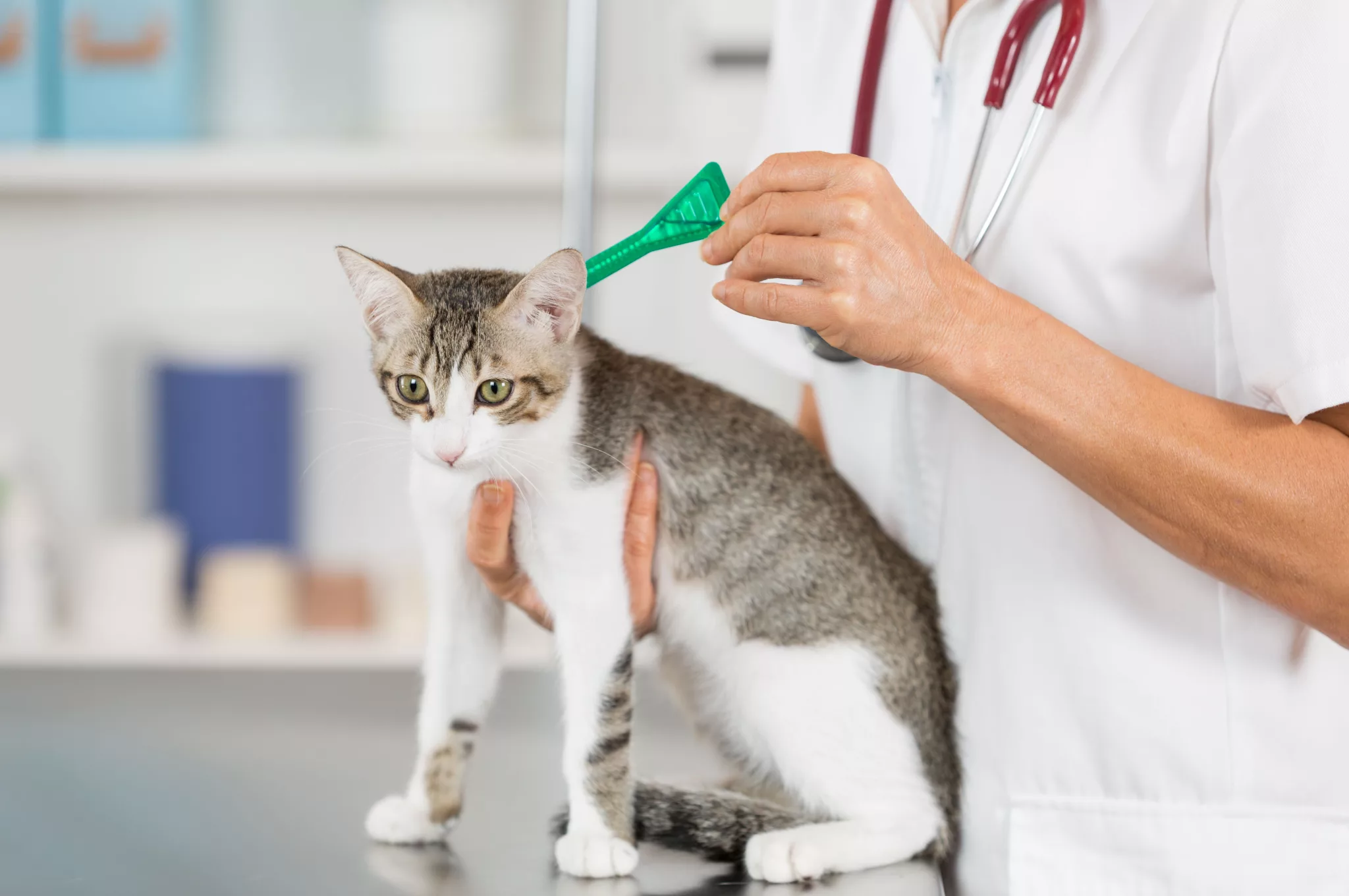 Tratament pentru purici, de nelipsit din îngrijirea pisicii 