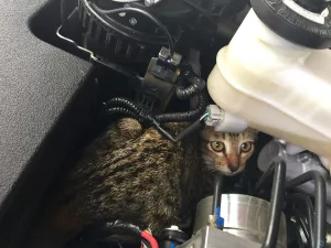 pisica se ascunde în compartimentul motor al mașinii; sursă foto: lito_lakwatsero/Shutterstock