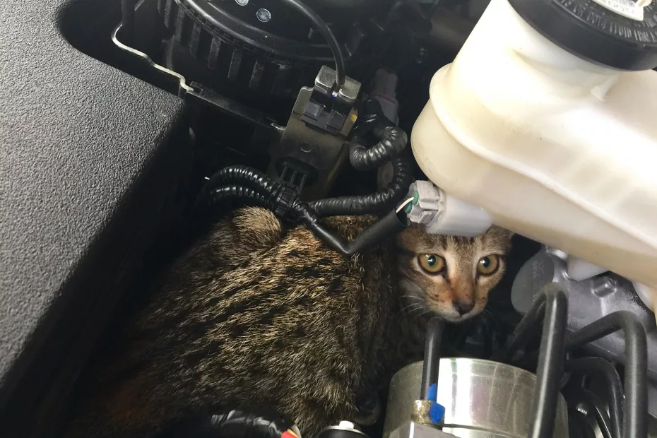 pisica se ascunde în compartimentul motor al mașinii; sursă foto: lito_lakwatsero/Shutterstock