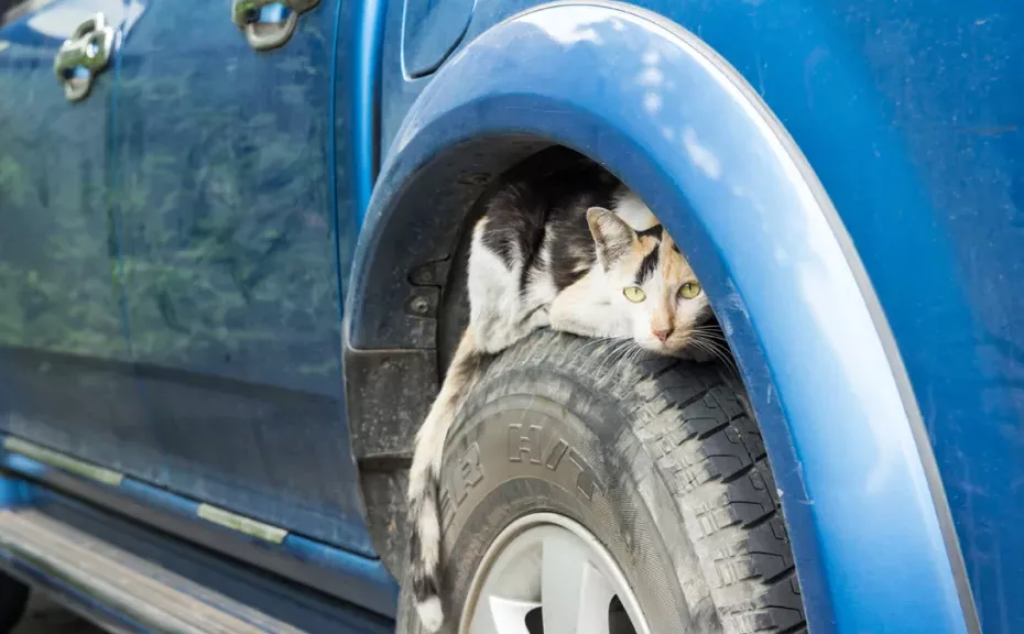 Pisica se ascunde la roată; sursă foto: Vitawin/Shutterstock