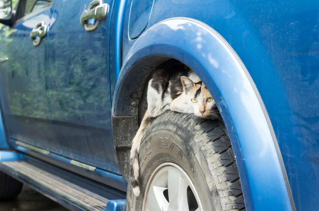 Pisica se ascunde la roată; sursă foto: Vitawin/Shutterstock