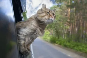 Pisica se bucură de o călătorie cu mașina; sursă foto: Popel Arseniy/Shutterstock