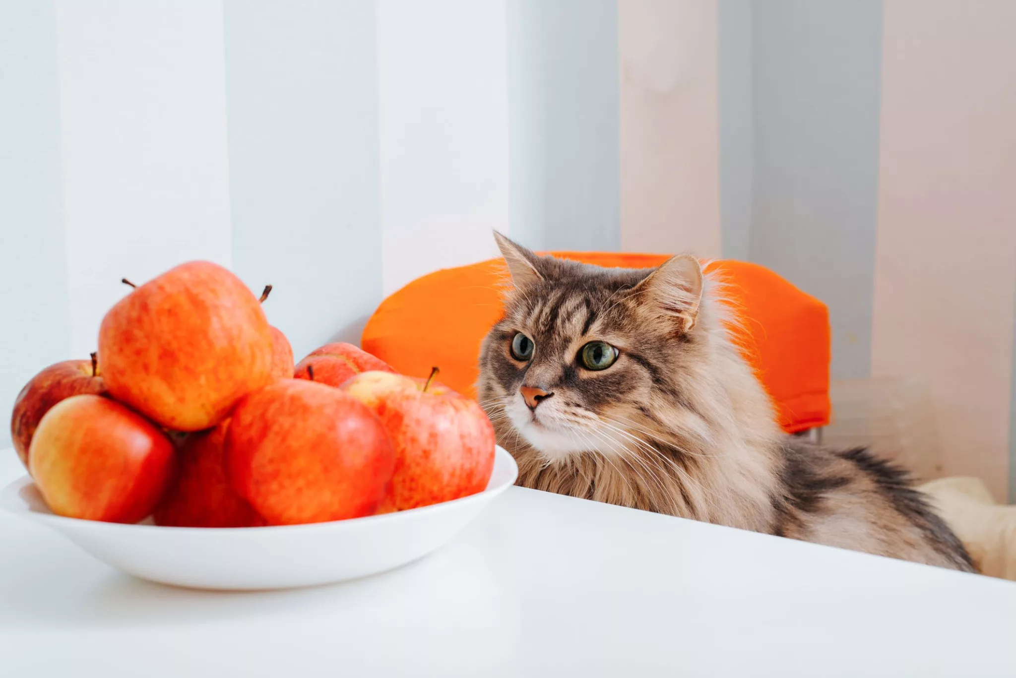 Pisica se uită la un bol cu mere; sursă foto: thesprucepets.com