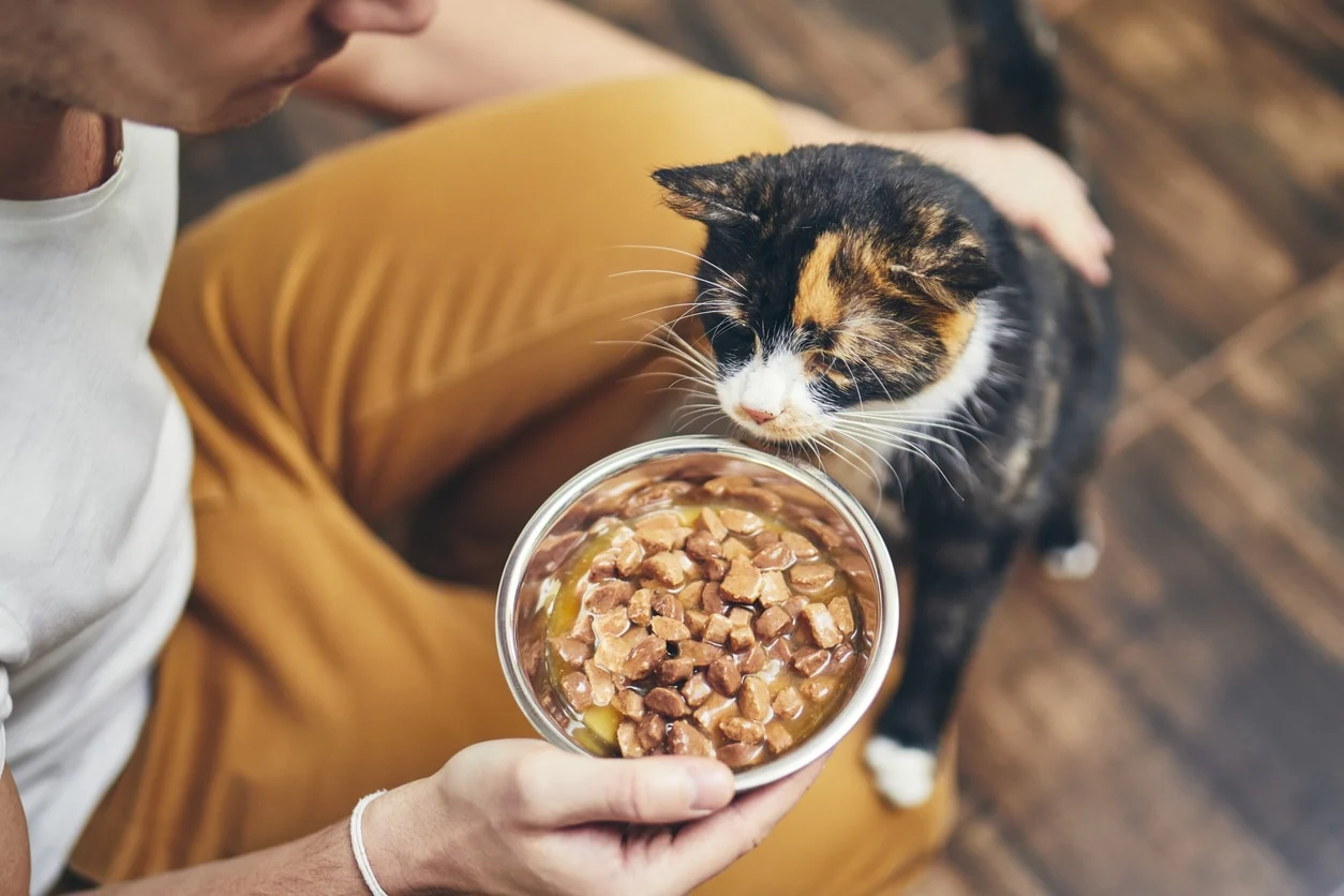 Este bine să incluzi mere în dieta pisicilor? Foto: rover.com