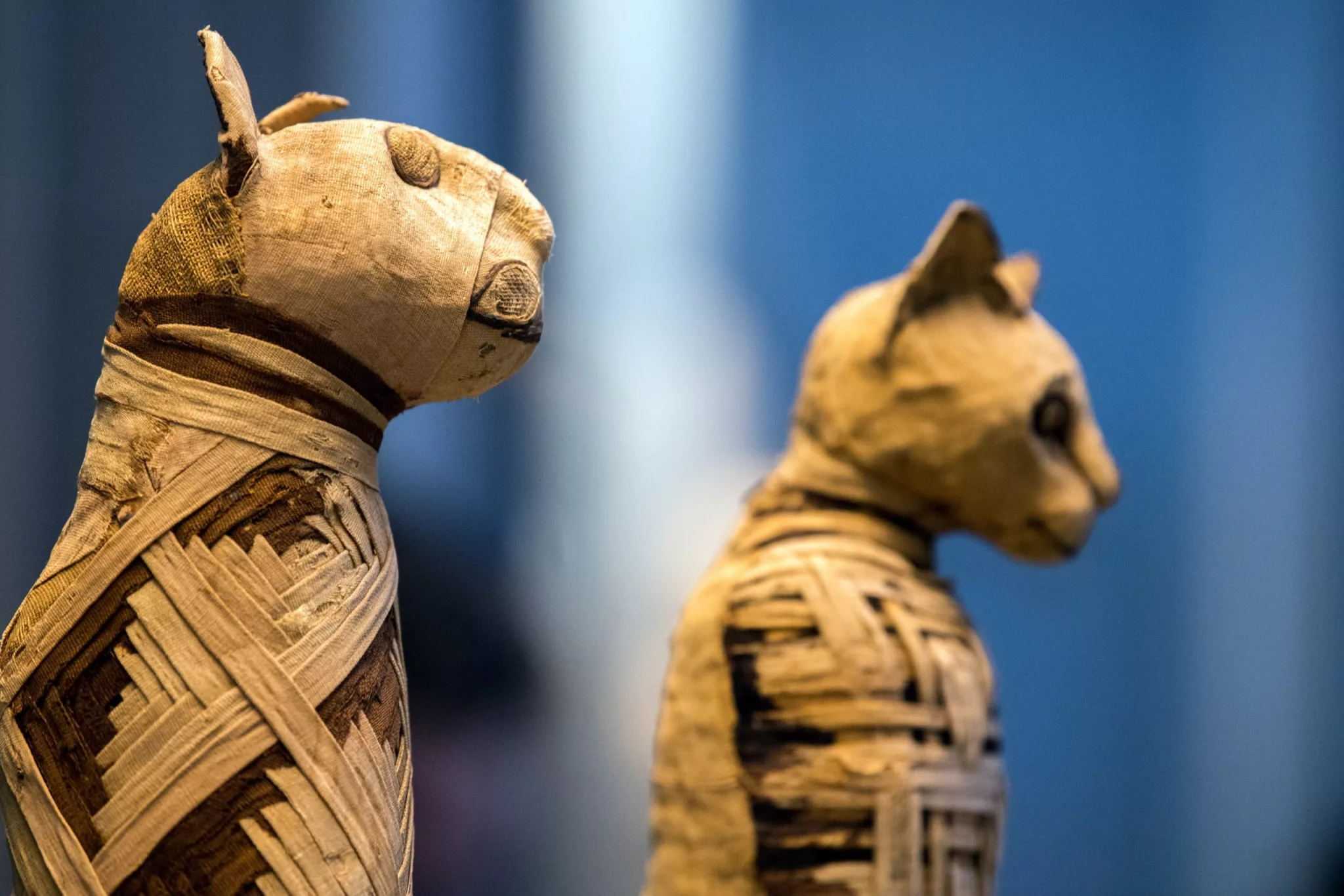 Secrete despre pisici: În Egiptul antic felinele au fost venerate; sursă foto: descoperă.ro