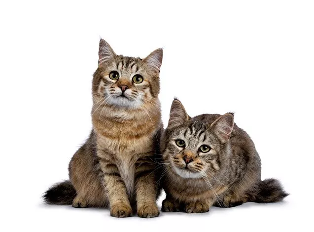 Două pisicuțe pixie bob, sursă foto:petguide.com