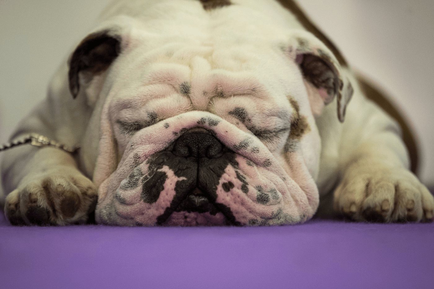 Rase de câini ridate: bulldog ennglez