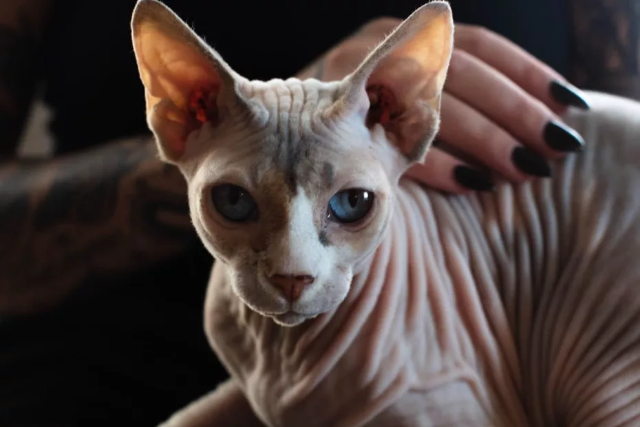 rase de pisici fără păr: Sphynx; sursă foto: pethelful.com