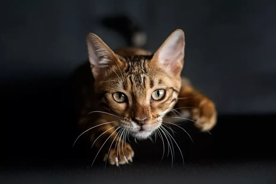 E cineva care să nu-și dorească să fie o pisică? sursă foto: New Scientist