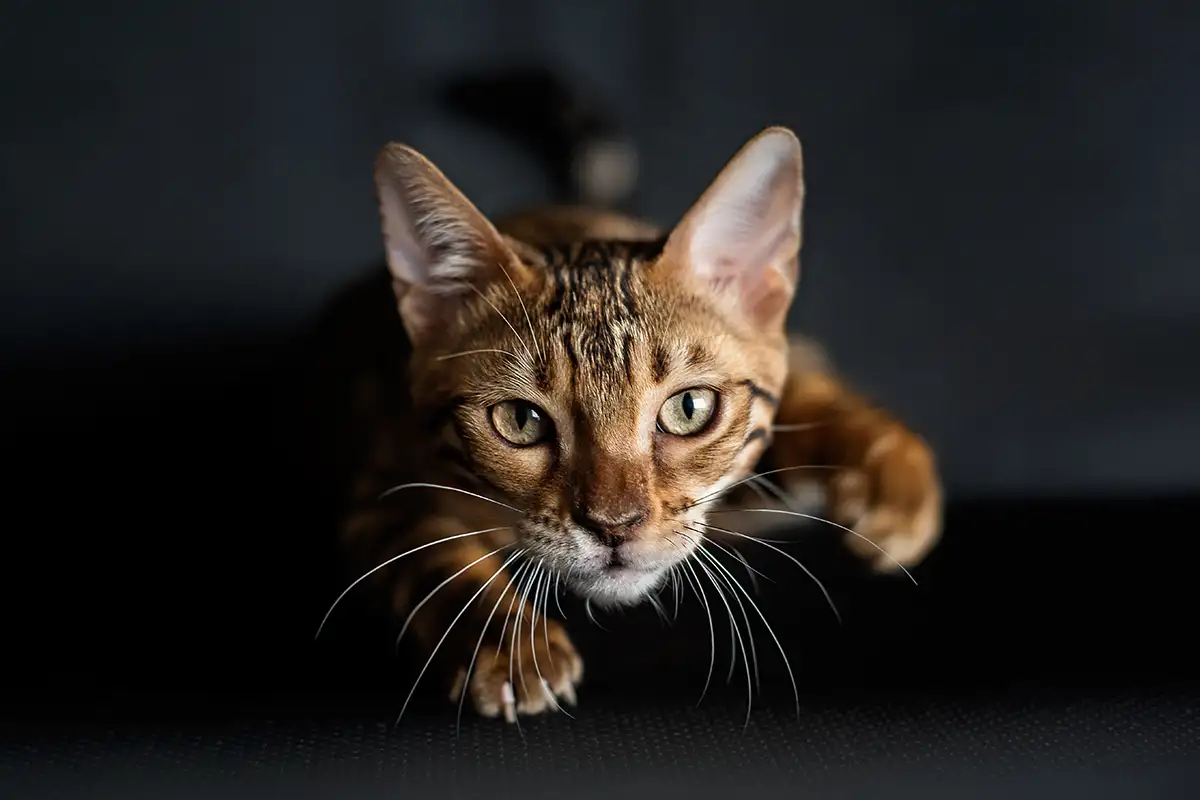 Secrete depsre pisici; sursă foto: New Scientist