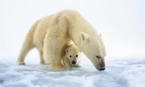 Ursul polar cu pui (Ursus maritimus), foto: wwf.org