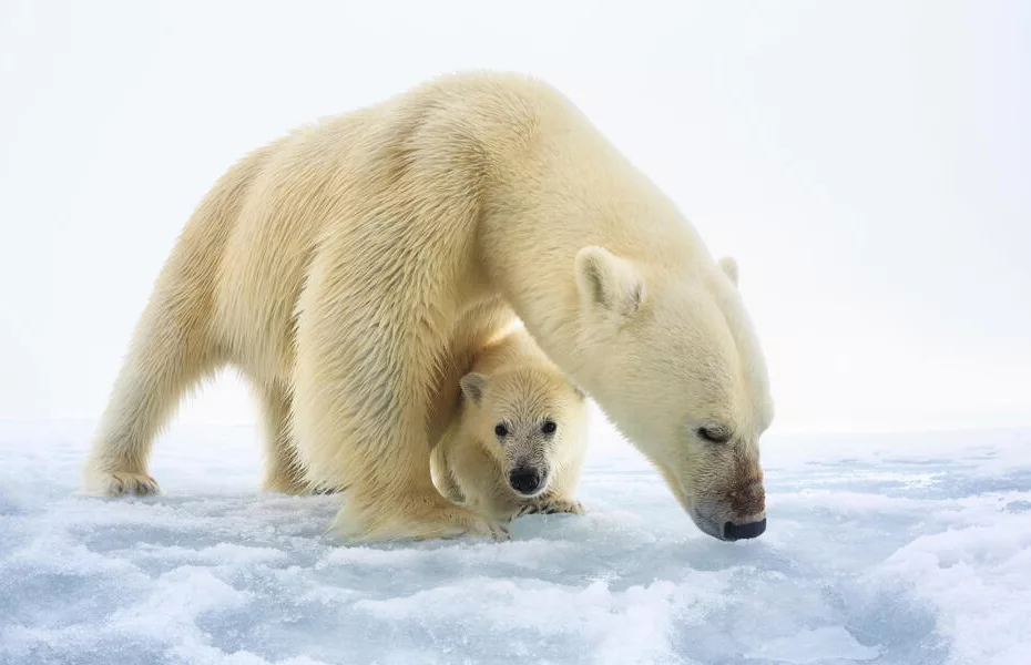 Ursul polar cu pui (Ursus maritimus), foto: wwf.org