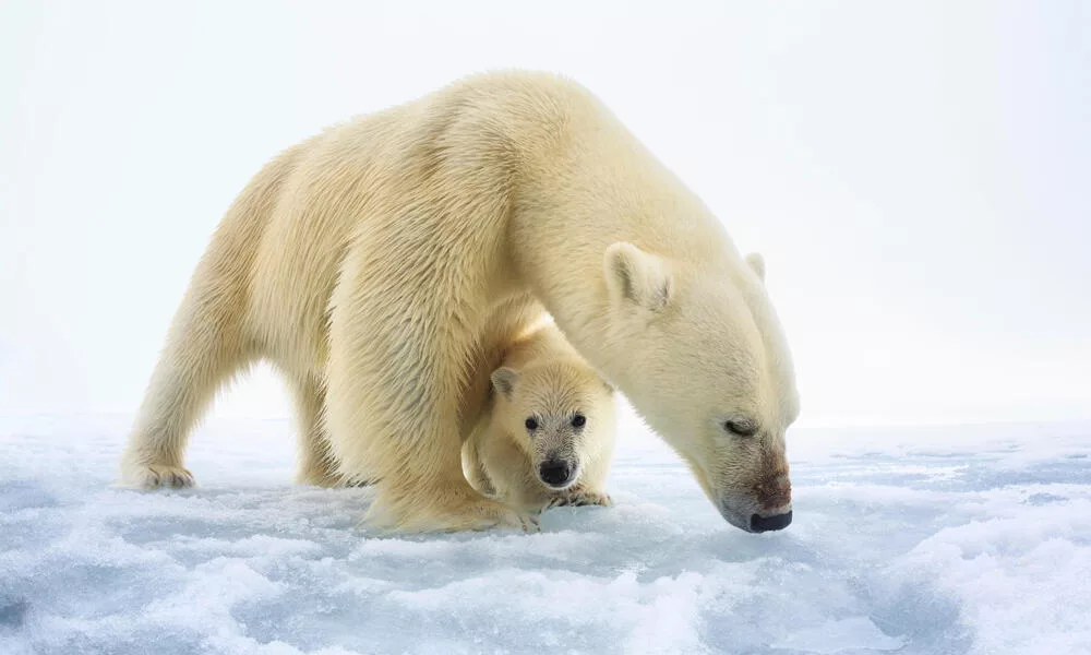 Ursul polar cu pui (Ursus maritimus), foto: wwf.org 