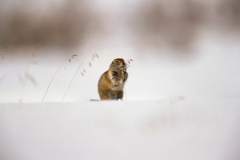 Veverita car rezistă la îngheț; susă foto: discoverwildlife.com