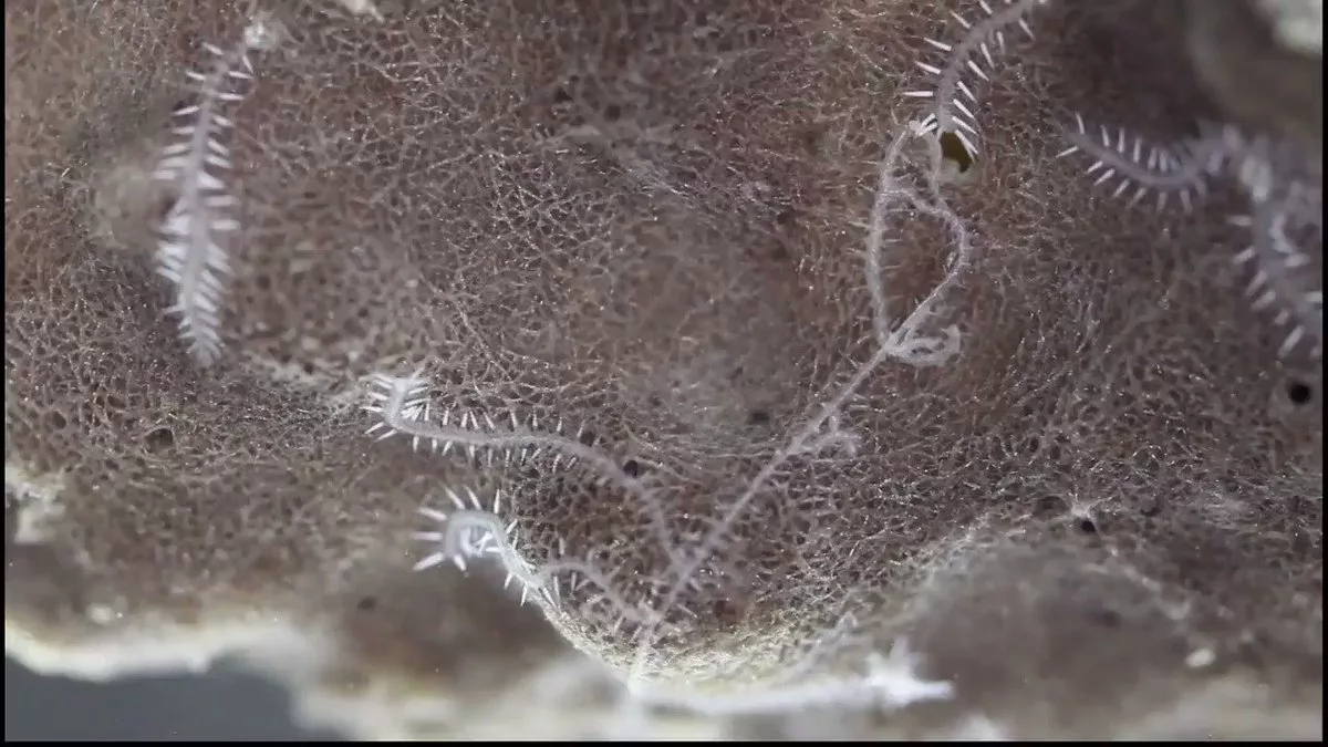 ciudățenii oceanice; viermele cu 100 de capete sursă foto: Twitter