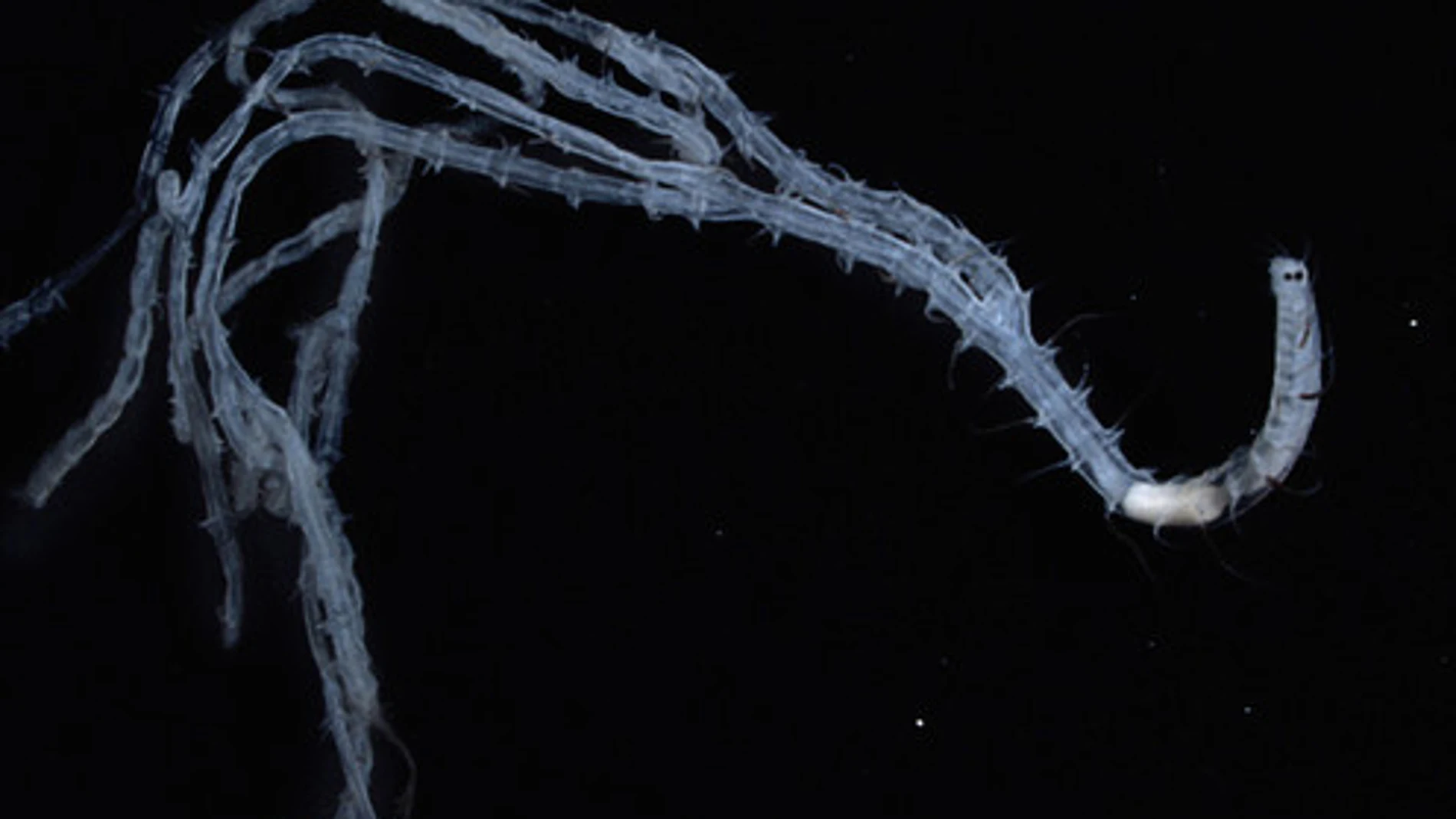 Bizarerii oceanice; viermele cu 100 de capuri; sursă foto: La Razon