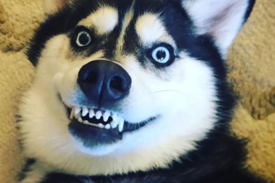 Pot unii câini să zâmbească?