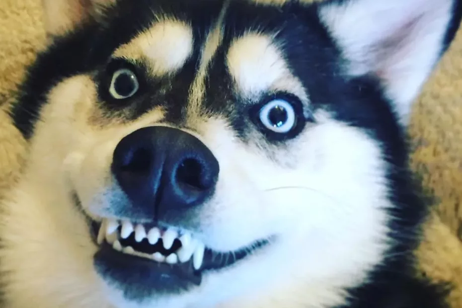 De să îți iei un Husky?