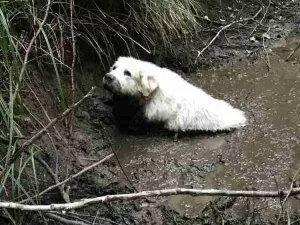 Puppi blocat în noroi