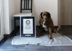 Bobi, cel mai bătrân câine din lume, Sursă foto: Guiness World Records