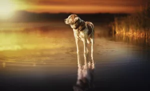 Câine care stă cu picioarele în apă, Sursă foto sfatulparintilor