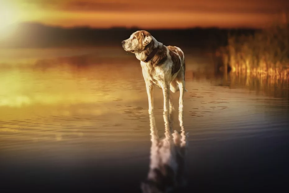 Câine care stă cu picioarele în apă, Sursă foto sfatulparintilor